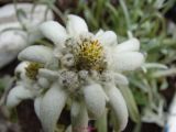 Edelweiss (1)